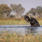 Elephant in the Okavango Delta, Botswana.