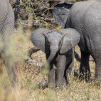 Elephant in Botswana.