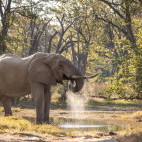 Elephant in Botswana.