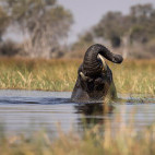 Elephant in Okavango Delta, Botswana.