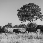 Elephant herd in the Okavango Delta, Botswana.
