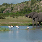 African elephant in the Okavango Delta