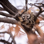 Genet in Okavango Delta, Botswana.