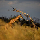 Giraffe in Botswana.