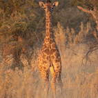 Giraffe in the Okavango Delta, Botswana.