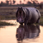 Hippo in the Okavango Delta, Botswana.