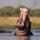 Hippo in Botswana.