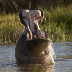 Hippo in the Okavango Delta, Botswana.