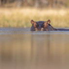 Hippo in the Okavango Delta, Botswana.