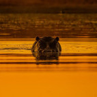 Hippo in Botswana.