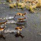 Red lechwe near Kwara Camp in Botswana