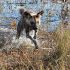 Wild dog near Kwara Camp in Botswana