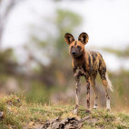 Wild dog near Kwara Camp in Botswana.