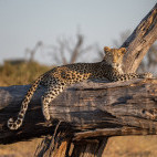 Leopard in Botswana.