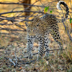 Leopard in the Okavango Delta, Botswana.