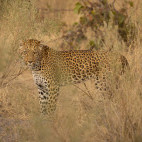 Leopard in Okavango Delta, Botswana.