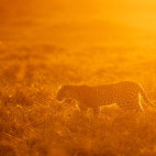 Leopard in Botswana.