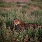 Leopard in Botswana.