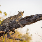 Leopard in tree in the Okavango Delta, Botswana.