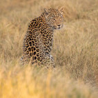 Leopard in the Okavango Delta, Botswana.