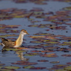 Lesser jacana in the Okavango Delta, Botswana.