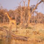 Lion and giraffe in Okavango Delta, Botswana.