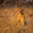 Lion cub in Okavango Delta, Botswana.