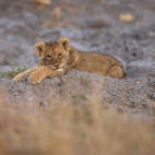 Lion cub in the Okavango Delta, Botswana.