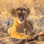 Lion cubs in Okavango Delta, Botswana.