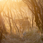 Lion cubs in Botswana.