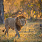 Lion in the Okavango Delta, Botswana.