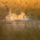 Lion in the Okavango Delta, Botswana.