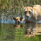 Lioness and cub in Botswana