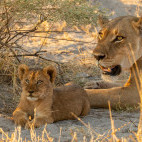 Lioness and cub in Botswana.