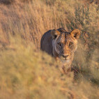 Lioness in Botswana.