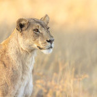 Lioness in the Okavango Delta, Botswana.