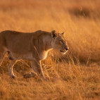 Lioness in the Okavango Delta, Botswana.