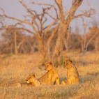 Lionesses in the Okavango Delta, Botswana.