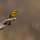 Little bee-eater in Botswana.
