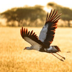 Secretarybird near Nxai Pan Camp in Botswana