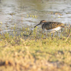 Painted snipe in the Okavango Delta, Botswana.