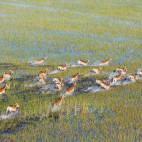 Red lechwe in Botswana