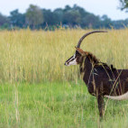Sable in Botswana