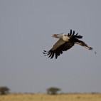 Secretary bird in Botswana.