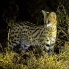Serval in Botswana.