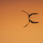 African skimmer in the Okavango Delta, Botswana.