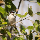 Southern boubou in Okavango Delta, Botswana.