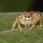 Zebra jumping spider in the Okavango Delta, Botswana.