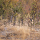 Spotted hyena in the Okavango Delta, Botswana.