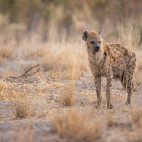 Spotted hyena in the Okavango Delta, Botswana.
